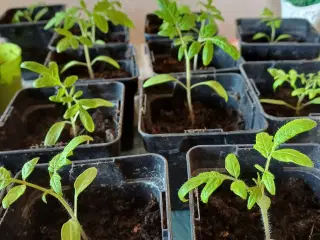Tomatplanter mange forskellige