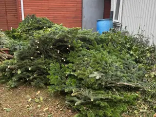 Pyntegran / pyntegrønt sælges