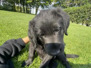 Hundehvalp Shepadoole