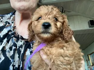 Cavapoo f2 kennel malekits