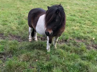 Shetlandsponyer