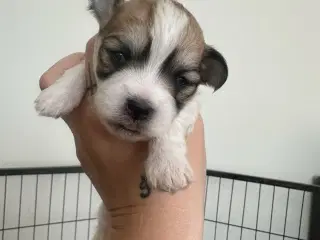 Lhasa apso - Carla