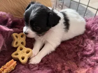 Mini Chihuahua