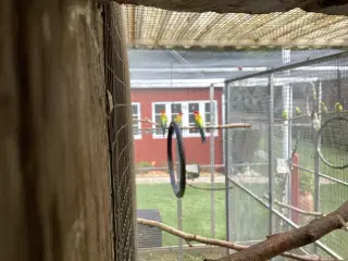 guldrygget rosella 