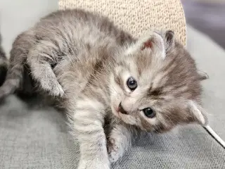 Kattekillinger, halv Ragdoll