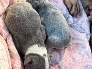 Fransk bulldog hvalpe 🐶