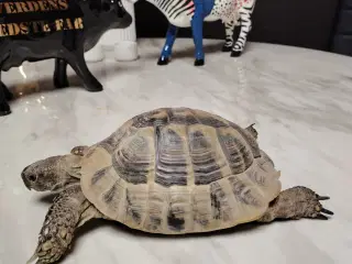 Græsk landskildpadde han på 5 år