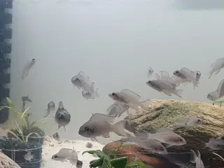 Prinsessecichlider (Neolamprologus brichardi)