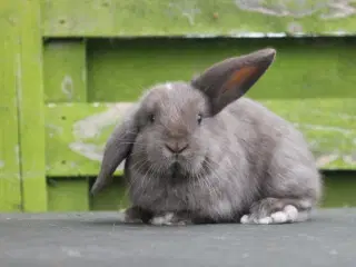 Mini lop hunkanin