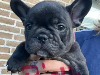 Fransk bulldog hvalpe