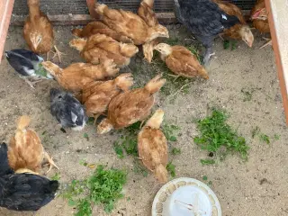 Daggamle kyllinger