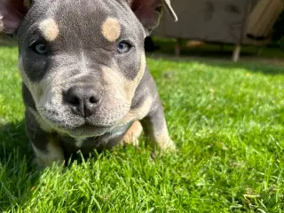 American pocket bully