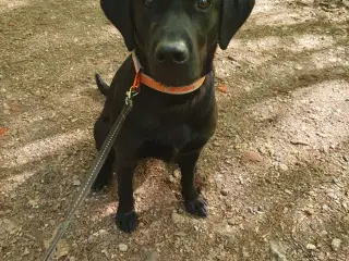 Lækker, lærenem og feminin labradortæve sælges