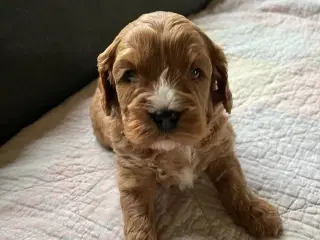 CavaPoo hvalpe 