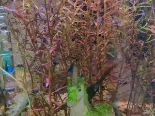 Akvarie Planter mange slags