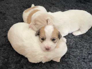 3 dejlige coton de tulear hvalpe søger nye familie