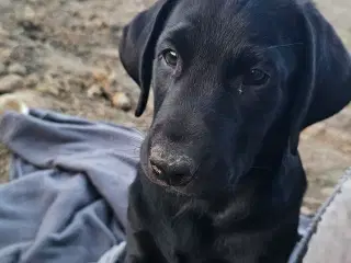 Kun 1 han tilbage - Labrador med DKK stamtavle