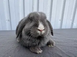 Dværgvædder hunkanin 