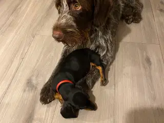 Ruhåret hønsehund ( han )
