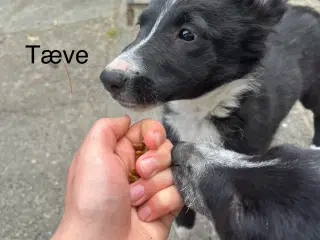 Dejlige Border Collie hvalpe søger nyt hjem