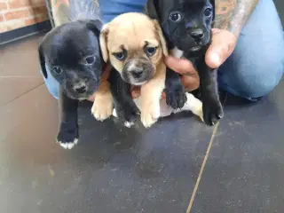 Jack russel terry og mops hvalpe 
