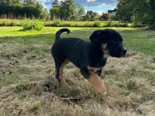 Hundehvalpe klar til at flytte hjemme fra 