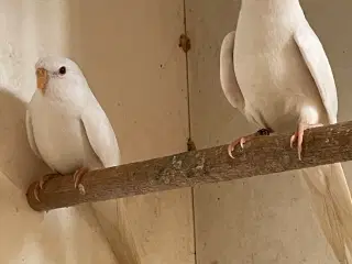 Albino rødbrystet Græsparakitter 