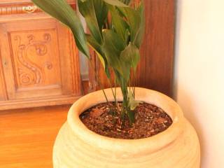 Krukke med plante