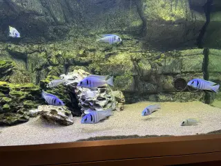 16 flotte Malawi ciclider