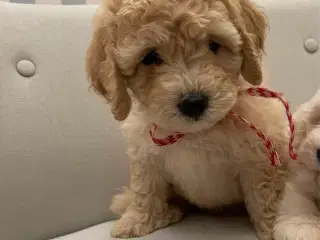 De skønneste Mini Goldendoodle hvalpe 