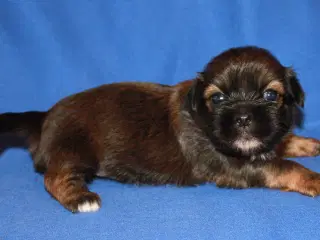 Lhasa Apso hvalpe