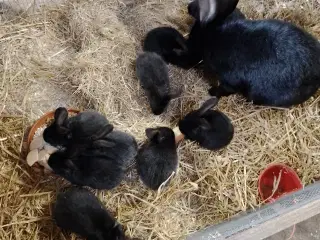 Belgisk kæmper 