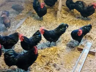 dværge australorps
