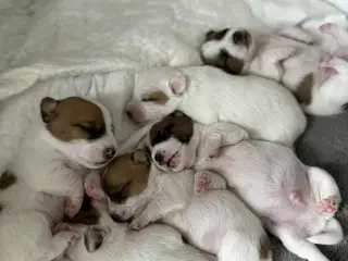 Jack Russell med sjæl og stil