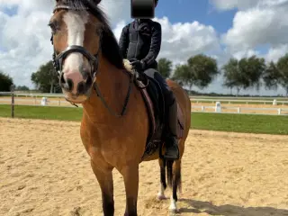DSP pony (max. kat. 2)