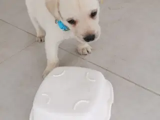 Labrador hvalpe 