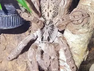 Fugleedderkop, Heteroscodra maculata 