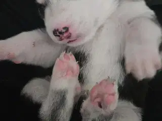 Siberian Husky hvalper
