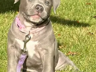 🐶 American Bully hvalpe – showkvalitet & familiev