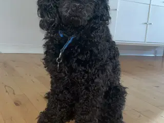 Hanhund tilbydes til parring 