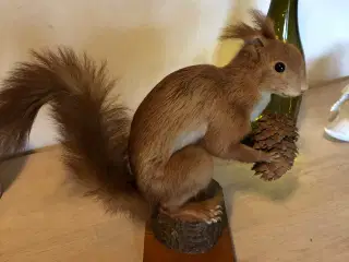 Sødt egern fra nationalparken Thy 