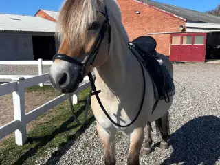 Fjordhest Marius Skovå 