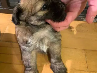 Chihuahua/shih tzu tæve 