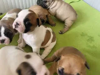 Fransk Bulldog 