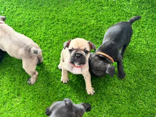 8 lækre Fransk bulldog-hvalpe