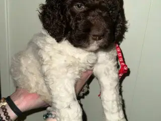Lagotto Romagnolo / Kleiner Münsterländer 