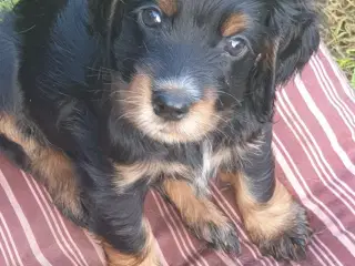 engelsk cocker spaniel