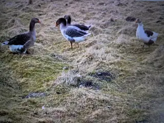sunde flotte daggamle gæslinger