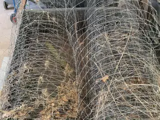 Vildhegn