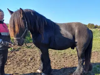 Jysk hest, 2 års hingst